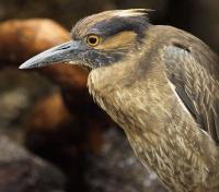 Brown Bird in Genovesa Island